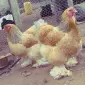 Инкубационное яйцо и цыплята. Брама: белое золото, колумбийское золото, лимонная - фото № 2