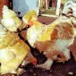 Инкубационное яйцо и цыплята. Брама: белое золото, колумбийское золото, лимонная - фото № 3
