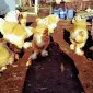 Инкубационное яйцо и цыплята. Брама: белое золото, колумбийское золото, лимонная - фото № 4