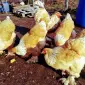 Инкубационное яйцо и цыплята. Брама: белое золото, колумбийское золото, лимонная - фото № 5