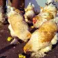 Инкубационное яйцо и цыплята. Брама: белое золото, колумбийское золото, лимонная - фото № 7