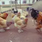 Инкубационное яйцо и цыплята. Брама: белое золото, колумбийское золото, лимонная - фото № 8