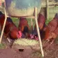 Инкубационное яйцо и цыплята. Суссекс: серебро, золото, красный - фото № 1