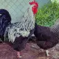 Инкубационное яйцо и цыплята. Суссекс: серебро, золото, красный - фото № 2