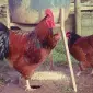 Инкубационное яйцо и цыплята. Суссекс: серебро, золото, красный - фото № 3