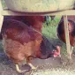 Инкубационное яйцо и цыплята. Суссекс: серебро, золото, красный - фото № 4