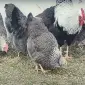 Яйце на інкубацію від породистих курей. Плімутрок білий, золото, срібло - фото № 1