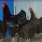 Яйце на інкубацію від породистих курей. Плімутрок білий, золото, срібло - фото № 2