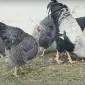 Яйце на інкубацію від породистих курей. Плімутрок білий, золото, срібло - фото № 6
