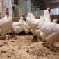 Інкубаційне яйце (курчата). Мехеленська зозуля (малин): смугаста, біла - фото № 4