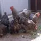 Інкубаційне яйце (курчата). Мехеленська зозуля (малин): смугаста, біла - фото № 5
