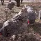 Інкубаційне яйце (курчата). Мехеленська зозуля (малин): смугаста, біла - фото № 7