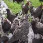 Інкубаційне яйце (курчата). Мехеленська зозуля (малин): смугаста, біла - фото № 1