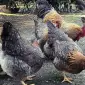 Інкубаційне яйце. Курчата. Білефельдер - фото № 1