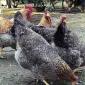 Інкубаційне яйце. Курчата. Білефельдер - фото № 3