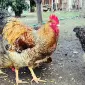Інкубаційне яйце. Курчата. Білефельдер - фото № 4