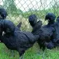Інкубаційне яйце, курчата, Падуан чорний, зозулений. Оплід хороший - фото № 1
