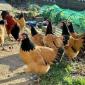 Продается яйцо инкубационное, цыплята. чистопородный Форверк - фото № 4