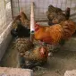 Инкубационное яйцо кур, Орпингтон палевый, серебро, золото - фото № 1