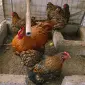 Инкубационное яйцо кур, Орпингтон палевый, серебро, золото - фото № 2
