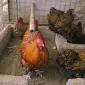Инкубационное яйцо кур, Орпингтон палевый, серебро, золото - фото № 3
