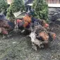 Інкубаційне яйце. Курчата - фото № 1