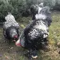 Інкубаційне яйце. Курчата - фото № 4