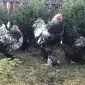 Інкубаційне яйце. Курчата - фото № 5