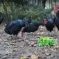 Інкубаційне яйце. Курчата - фото № 1