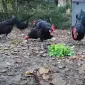Інкубаційне яйце. Курчата - фото № 2
