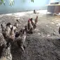 Інкубаційне яйце. Курчата - фото № 4