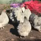 Інкубаційне яйце. Курчата - фото № 1