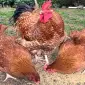 Інкубаційне яйце. Курчата - фото № 3