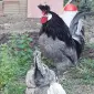 Інкубаційне яйце. Курчата - фото № 1