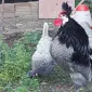 Інкубаційне яйце. Курчата - фото № 6