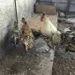 Інкубаційне яйце. Курчата - фото № 7