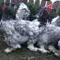 Інкубаційне яйце. Курчата - фото № 1