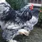 Інкубаційне яйце. Курчата - фото № 2