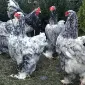 Інкубаційне яйце. Курчата - фото № 3