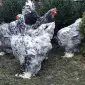 Інкубаційне яйце. Курчата - фото № 4