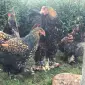 Інкубаційне яйце. Курчата - фото № 6