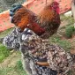 Інкубаційне яйце. Курчата - фото № 1