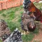 Інкубаційне яйце. Курчата - фото № 2