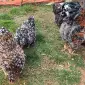 Інкубаційне яйце. Курчата - фото № 3