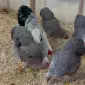 Інкубаційне яйце. Курчата - фото № 4