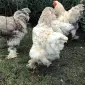 Інкубаційне яйце. Курчата - фото № 1