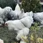 Інкубаційне яйце. Курчата - фото № 3