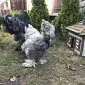 Інкубаційне яйце. Курчата - фото № 4