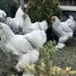 Інкубаційне яйце. Курчата - фото № 5