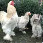 Інкубаційне яйце. Курчата - фото № 6